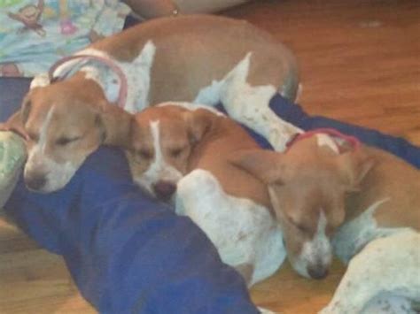 Redtick English Coonhound mix puppies for Sale in Delta, Ohio Classified | AmericanListed.com