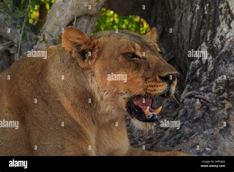 Lion in natural habitat in Etosha National Park in Namibia. African ...