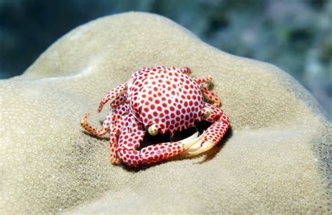 Reef decline puts thousands of decapod species 'in real danger ...