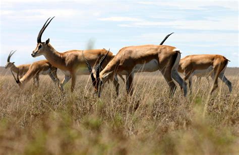 grants gazelle - Yahoo Image Search results Grassland Habitat, Goldfish ...