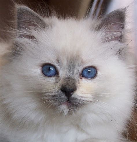 Ragdoll - Information, Health, Pictures & Training Pet Paw