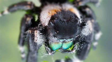 Phidippus Audax Male vs Female: What are Differences?