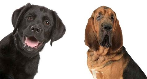 The Bloodhound Lab Mix - Is This Rare Dog Perfect For You?