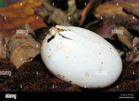 Hatching of Rat snake Ptyas Mucosus from egg Stock Photo - Alamy