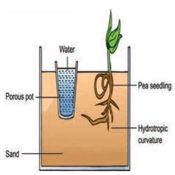 Chemotropism In Plants