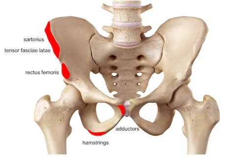 Classification Of Pelvic Fracture