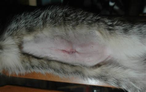 What should a healing cat spay incision look like - KittyExpert.com