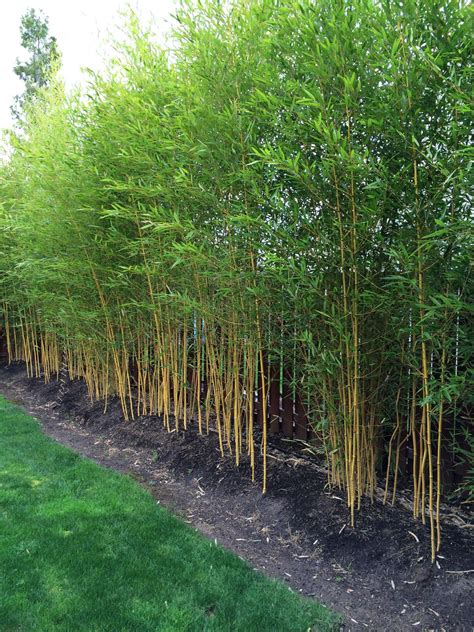 Clumping Bamboo Garden Ideas - Clumping bamboo landscape - privacy ...