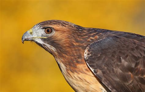 Red-Tailed Hawk - Lehigh Valley Zoo