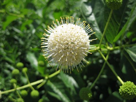 The Beautiful Buttonbush - Rotary Botanical Gardens