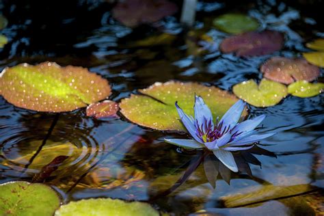 Blue Water Lily Pond Photograph by Brian Harig