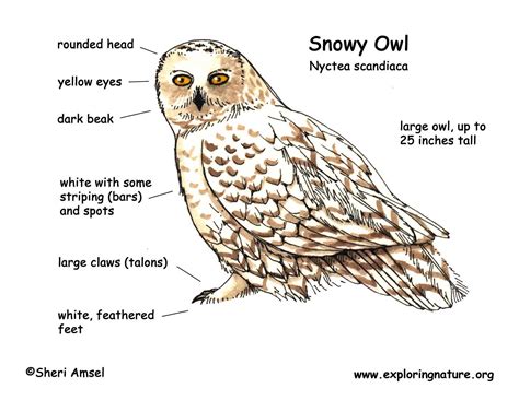 Owl (Snowy)