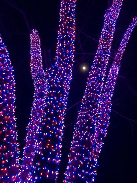 Meadowlark Gardens Winter Walk of Lights Holiday Fun in Northern VA