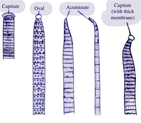 Oscillatoria Structure Reproduction Applications 6192 | Hot Sex Picture