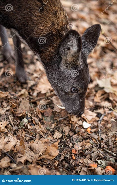 Siberian Musk Deer, a Rare Pair Hoofed Animal with Fangs Stock Photo ...