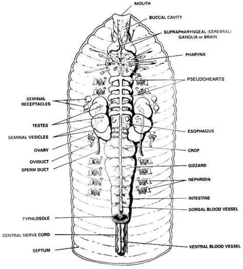 Anatomy Of A Worm Diagram