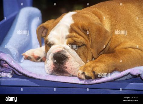 English Bulldog - puppy sleeping Stock Photo - Alamy