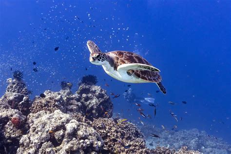 Diving the Similan Islands