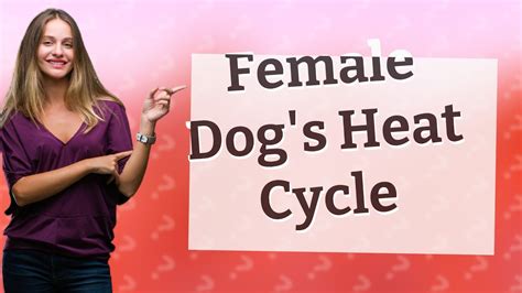 How long will a female dog bleed? - YouTube