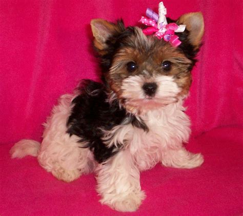 parti yorkie pup | Yorkshire terrier puppies, Biewer yorkie, Pet dogs puppies