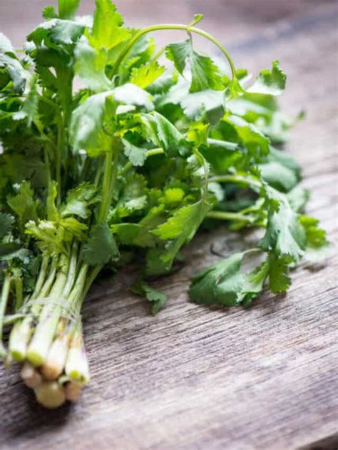 Hacks To Keep Coriander Fresh For A Longer Time