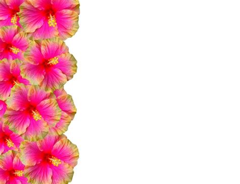 Hibiscus Flower Border - ClipArt Best