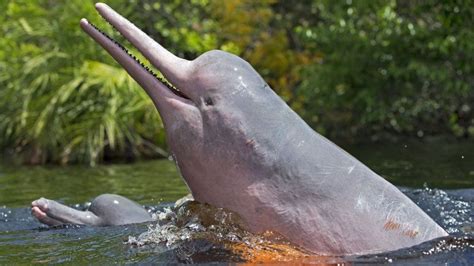 What about the animals caught in the Amazon rainforest fires? - BBC News