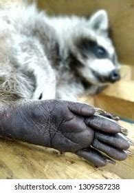 Raccoon Feet: Over 383 Royalty-Free Licensable Stock Photos | Shutterstock