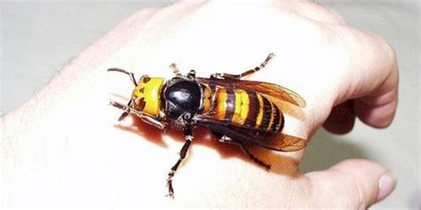 Cornell Cooperative Extension | Asian Giant Hornet