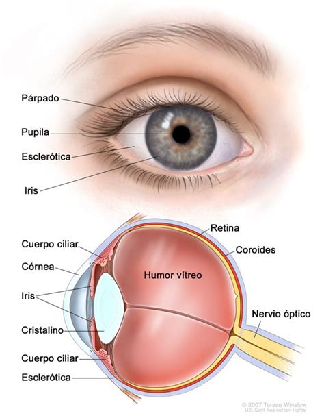 comprender Responder preferir formas del iris del ojo Sin cabeza diagonal Luminancia