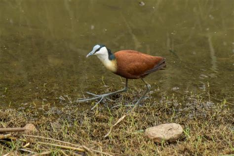 African Jacana - Wildlife Vagabond