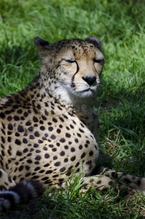 Sleeping Cheetah stock image. Image of nature, black - 21755927