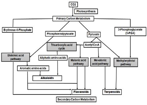 Outlines of the pathway for biosynthesis of alkaloids, flavonoids and ...