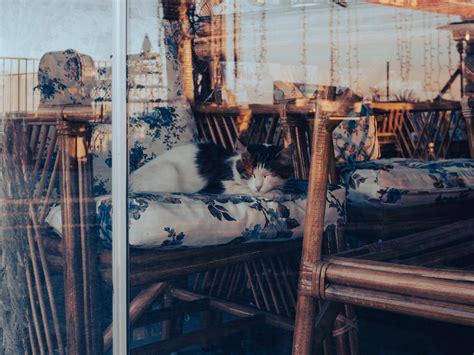 The 8 Coolest Cat Cafes Around the World: Feline Havens | Ministry of ...