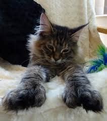 The Polydactyl Maine Coon – Why Some Cats Have Extra Toes - Maine Coon ...