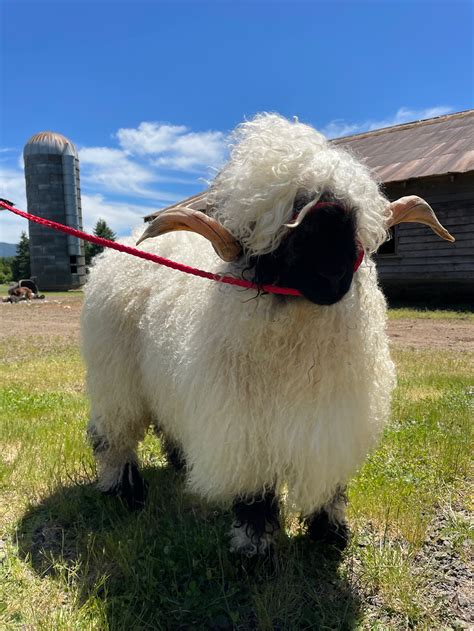 Valais Blacknose Sheep Breeding Stock | Wild Rose Sheep Farm | Whidbey Island, Pacific Northwest