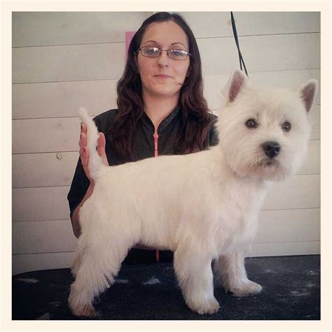 West Highland White Terrie - groomersgallery.com