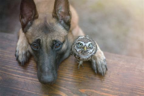 500px Blog » The passionate photographer community. » animal photography