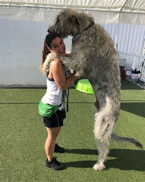 10+ Hilarious And Crazy Photos Of Irish Wolfhounds That Show You How Large They Are | Irish ...