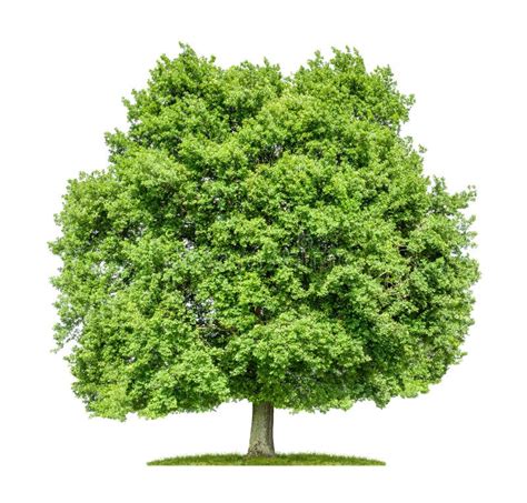 Oak Tree on a White Background Stock Photo - Image of life, huge: 54002098