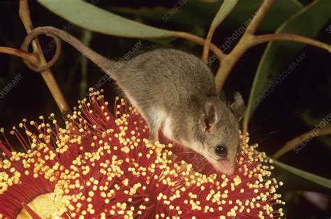 Western pygmy-possum - Stock Image - C058/0021 - Science Photo Library