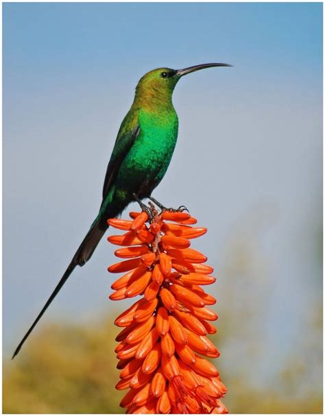 Malachite Sunbird | Pretty birds, South african birds, Colorful birds