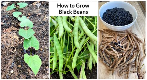 Growing Beans: A Comprehensive Guide from Propagation to Harvest ...