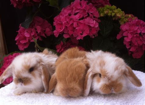 Advice on buying Mini Lops as a pet for your family