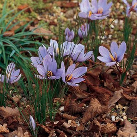 The DuBrule Diaries: Saffron Crocus