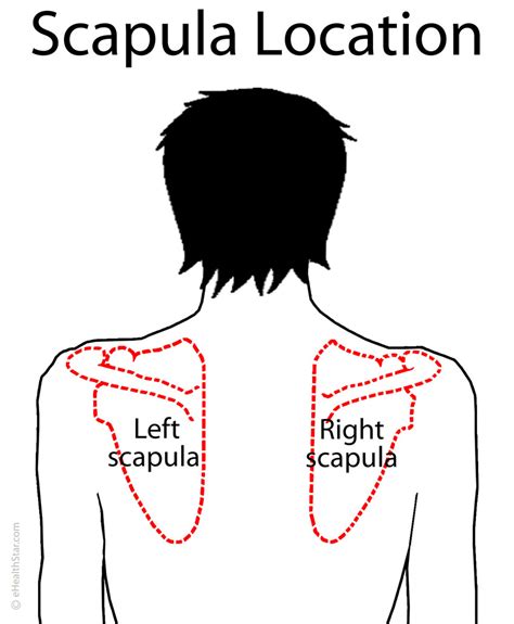 Scapula (Shoulder Blade) Anatomy, Muscles, Location, Function | eHealthStar