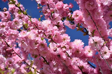 Double Flowering Plum - Prairie Gardens