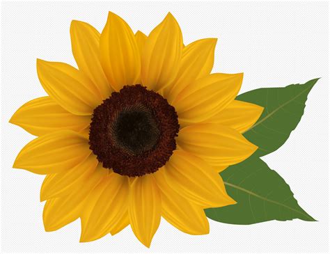 Free Sunflowers Cliparts, Download Free Sunflowers Cliparts png images, Free ClipArts on Clipart ...