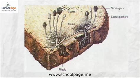 Spore Formation Diagram