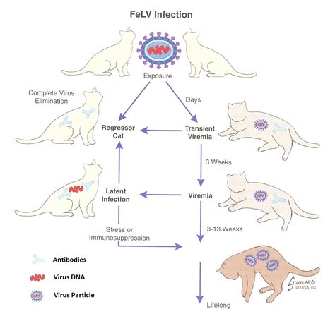 4. FeLV Infection - Dr. Bills Pet Nutrition